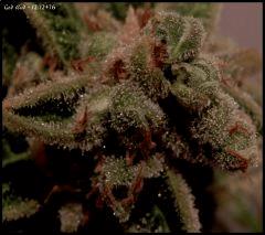 God Bud   1212 76   4