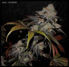 Star Screamer, God Bud, Kish, Sand Storm..