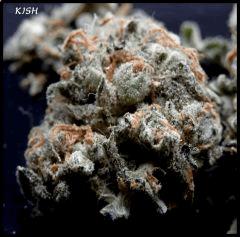 Kish  2