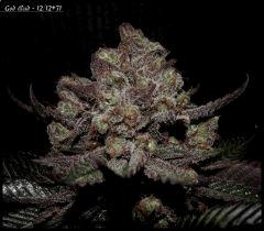 God Bud Flo71 3