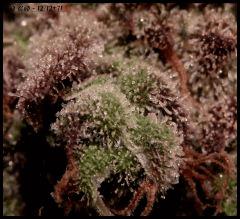 God Bud Flo71 5 macro