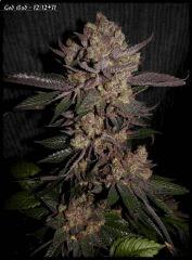 God Bud Flo71 1quater