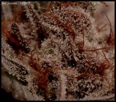 Star Screamer   1212 71   macro