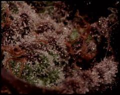 God Bud Flo71 4bis macro