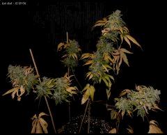 God Bud   1212 76   1