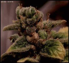 God Bud   1212 76   5