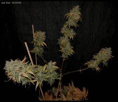 God Bud   1212 76   2