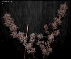 GB 8   1212 87 Cut   1