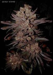 GodBud   121282   2