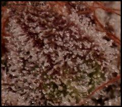 Star Screamer   1212 63   macro2
