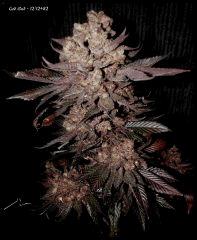 GodBud   121282   1