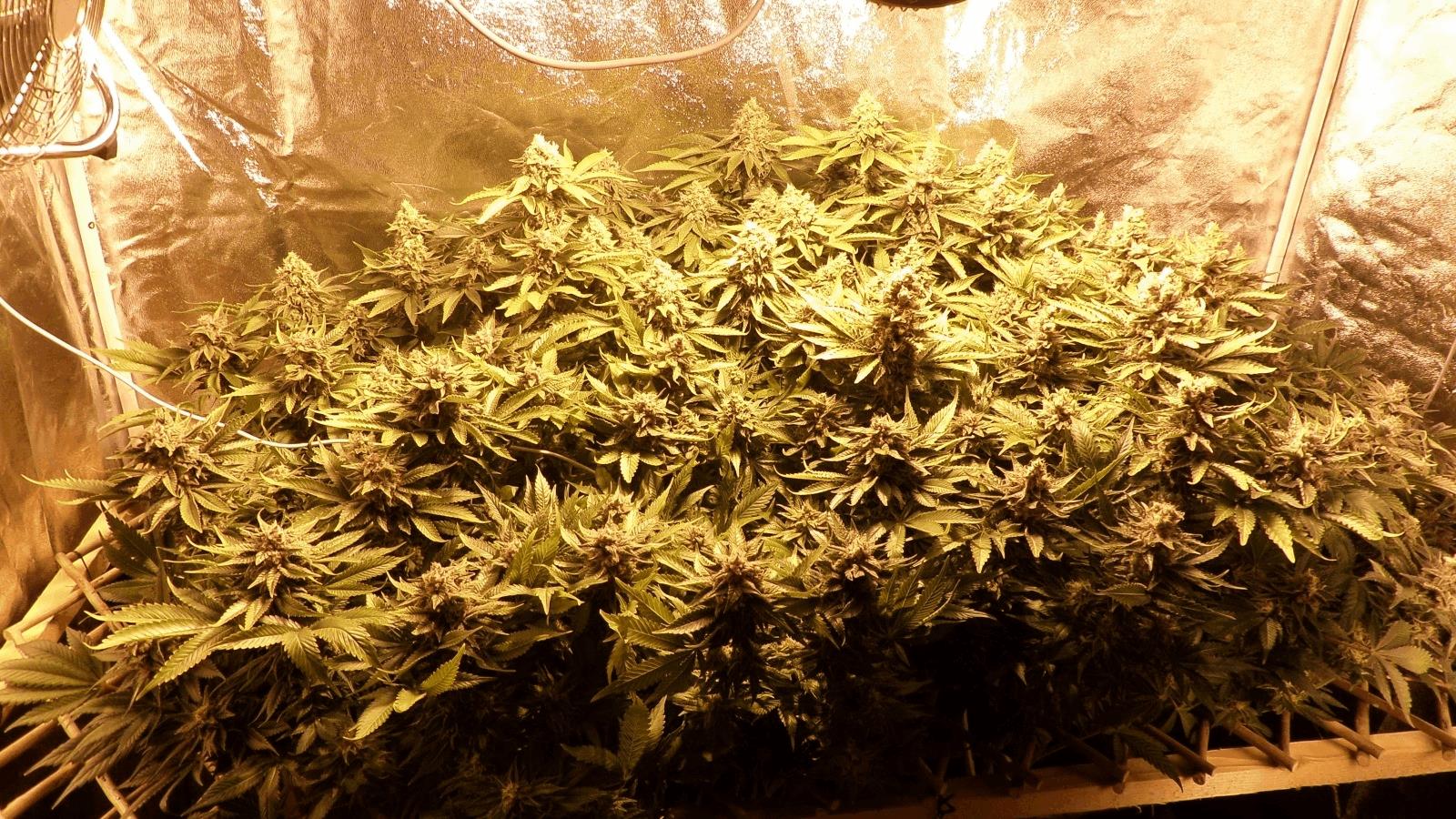 Scrog n°1