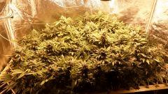 Scrog n°1