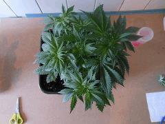 DSCN1609