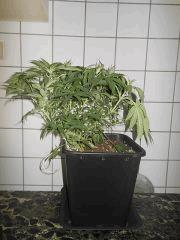 DSCN1658