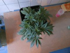 DSCN1590