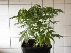 Skunk2