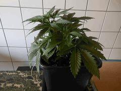 DSCN1600