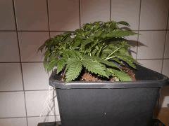 DSCN1602