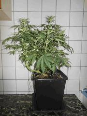 Skunk2