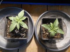 2Skunks