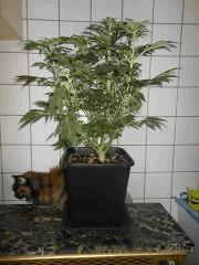 Skunk1