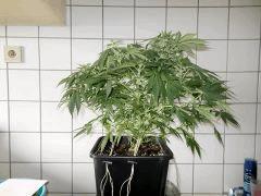 Skunk1