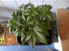 DSCN1607