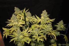 Bubba Kush