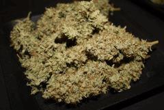 Critical Kush 40g