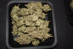 Critical Kush 40g