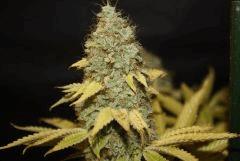 Bubba Kush