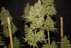 Critical Kush (Barney's)
