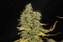 Critical Kush (Barney's)