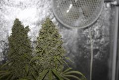 Chronic Thunder