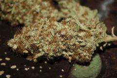 Bubba Kush