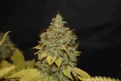 Bubba Kush
