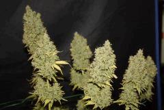 Critical Kush (Barney's)