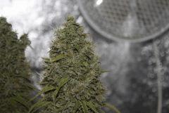 Chronic Thunder