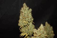 Critical Kush (Barney's)