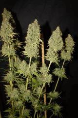 Critical Kush (Barney's)