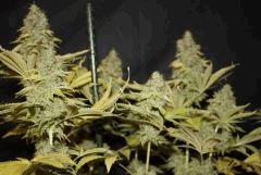 Bubba Kush