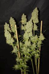 Critical Kush (Barney's)