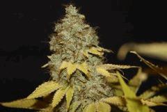 Bubba Kush