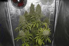 Chronic Thunder