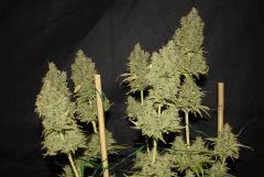 Critical Kush (Barney's)