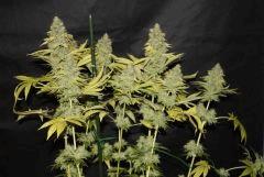 Bubba Kush