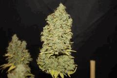 Critical Kush (Barney's)