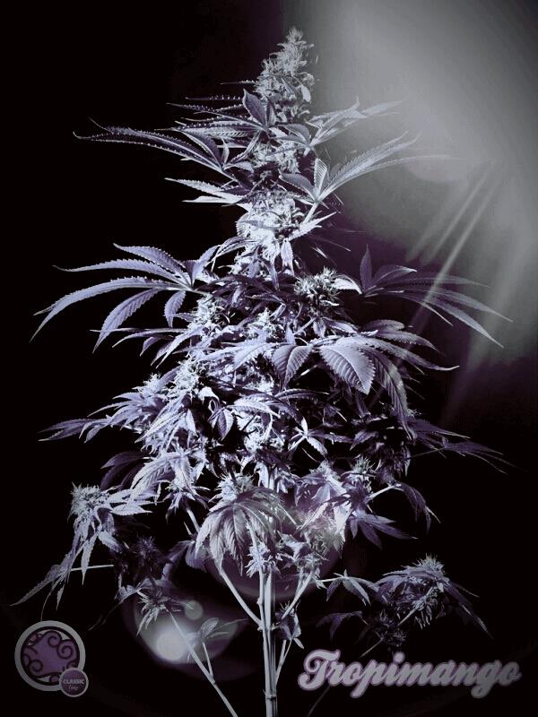 #canna
