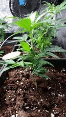 canna6